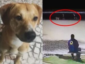 Adolescentes tentam afogar cão Caramelo: detalhes do caso chocante